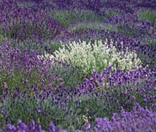 Purple Lavender seeds for garden and bonsai planting