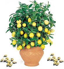 Lemon Seeds (Citrus limon) for sweet homegrown fruit in the backyard gardening and pots
