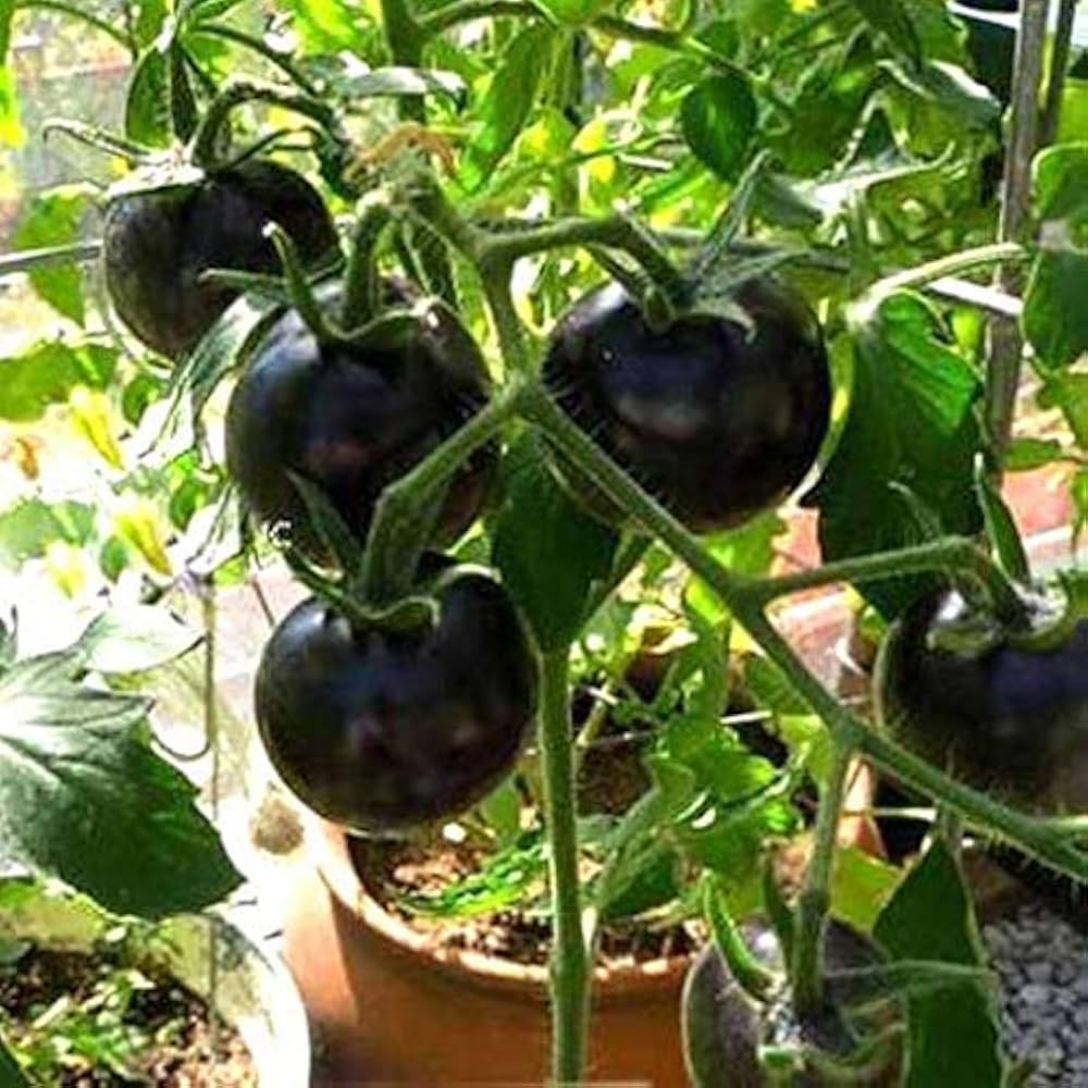 Black Diamond cherry tomato seeds – Solanum lycopersicum – for planting in home garden