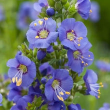 Polemonium Jacob’s Ladder Seeds (Polemonium reptans) for colorful blooms in the Flower Bed & Shade Garden