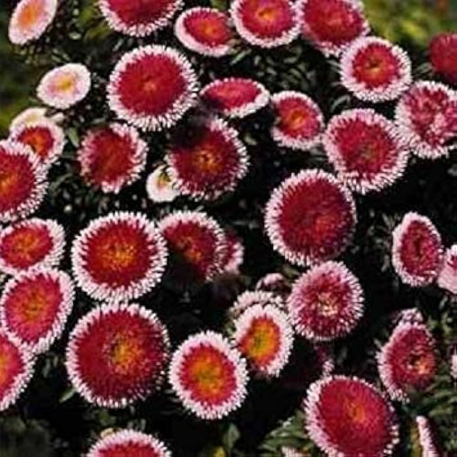 Aster Callistephus Chinensis Giant Red Moon Flower Seeds for Planting – Suitable for Fall Blooms and Garden Displays