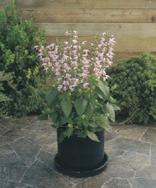 Salvia Nemorosa Summer Jewel Pink Seeds for a lasting display in the Cottage Garden Flower Pathways