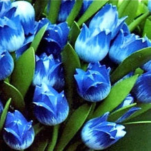 Light Purple Hof Blue-Striped Tulip Seeds for long-term planting in the yard