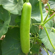 Bottle Gourd Seeds (Lagenaria siceraria) for productive rows in the backyard gardening and kitchen garden