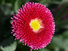 Red Bellis English Daisy Self-Seeding Seeds for seasonal color across the Borders