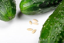 Cucumber Seeds (Cucumis sativus) for a reliable harvest in the Vegetable Patch