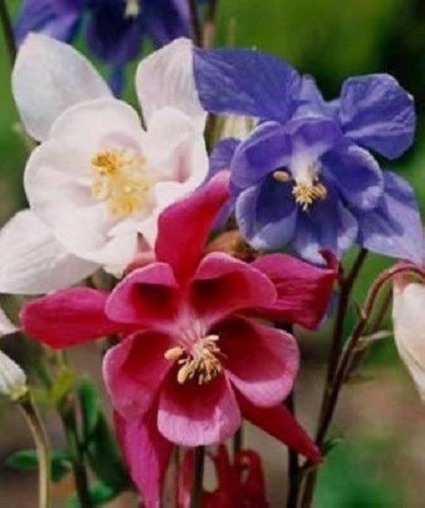 Snow White Columbine flower seeds â€“ elegant white blooms for shady gardens