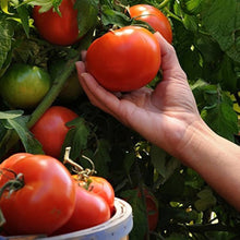 Tomato Seeds for productive rows in the Garden & Year-Round Sowing