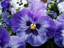 Peppermint Twist Cosmos Bi-Color Drought Tolerant Annual Seeds for colorful blooms in the Long-Lasting Garden Blooms