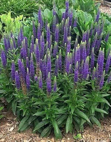 Speedwell Seeds (Veronica spicata) for seasonal color across the Flower Borders