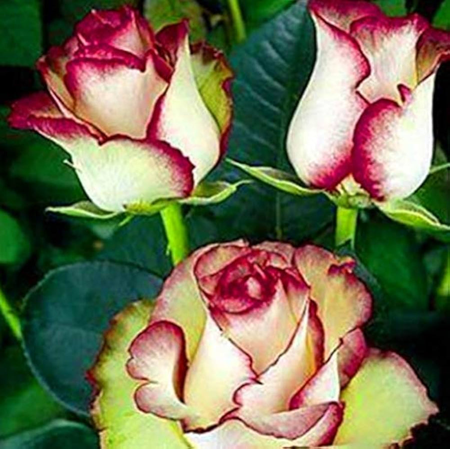 Rose Rosa Species Seeds for planting in flower bed