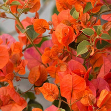 Orange Bougainvillea spectabilis flower seeds