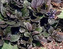 Ajuga Seeds (Ajuga reptans) for a bright addition to the Flower Bed & Ground Cover