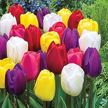 Rainbow Tulip Seeds for colorful blooms in the Dazzling Spring Gardens