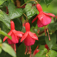 Fuchsia Bellflower Seeds (Fuchsia spp.) for colorful blooms in the flower beds and container gardens