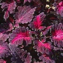 Coleus Plant ��������� Coleus scutellarioides ��������� for planting in purple pink garden