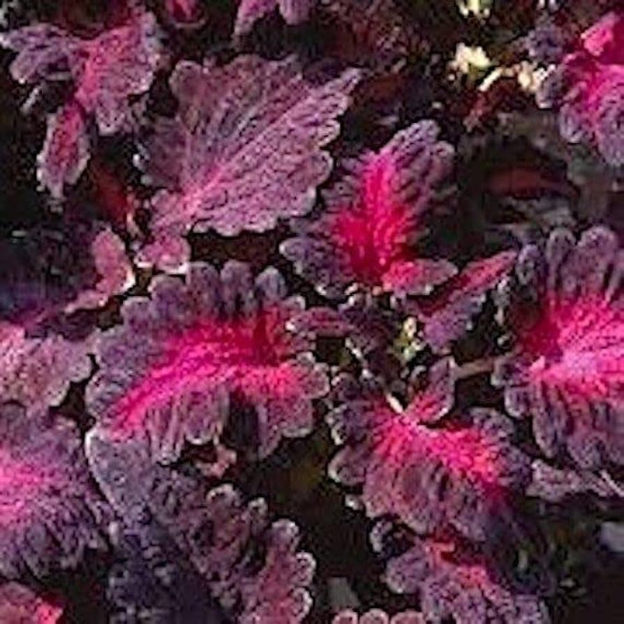 Coleus Plant ��������� Coleus scutellarioides ��������� for planting in purple pink garden