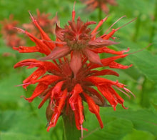Bee Balm Seeds (Monarda spp.) for colorful blooms in the Flower Bed