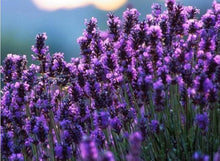 Lavender Lavandula Dentata French Provence Seeds for a flavorful crop in the Border Gardens