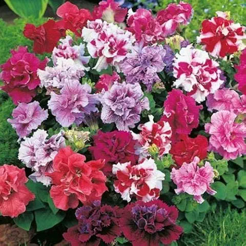 Gloxinia Flower - for planting in home garden