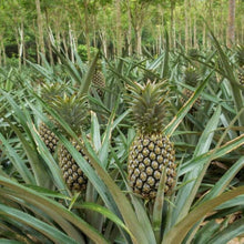 Bromeliad Seeds (Bromeliaceae family) for seasonal color across the indoor pots or greenhouse garden