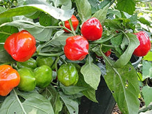 Caribbean Habanero Peach Pepper Seeds for home growers seeking a reliable harvest