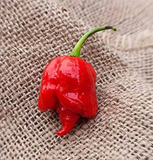 Trinidad Scorpion Butch T Pepper Seeds valued by growers for fiery Hot Peppers