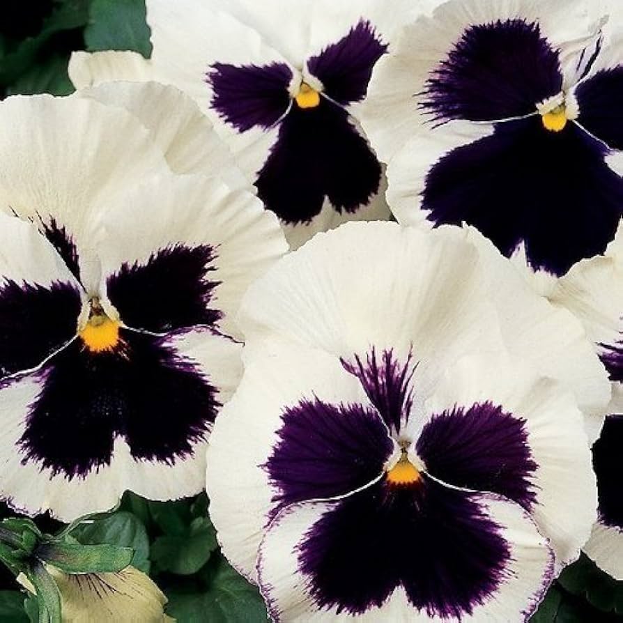 Pansy Flower ��������� Viola ������ wittrockiana ��������� for planting in blue white garden