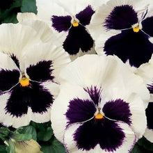 Pansy Flower ��������� Viola ������ wittrockiana ��������� for planting in blue white garden