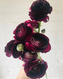 Ranunculus Ranunculus Asiaticus Seeds valued for backyard Cut Flower Displays