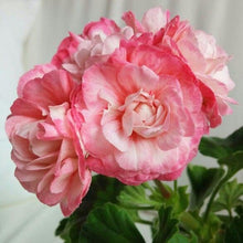 Geranium Seeds for gardeners building out beds and borders