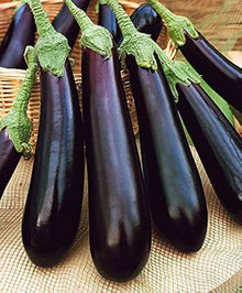 Greek Long Black Aubergine Seeds for growers stocking the Eggplant Garden