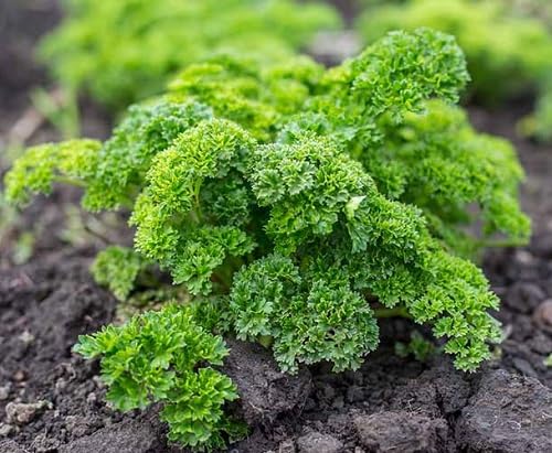 Parsley Seeds for a fragrant addition to the herb patch