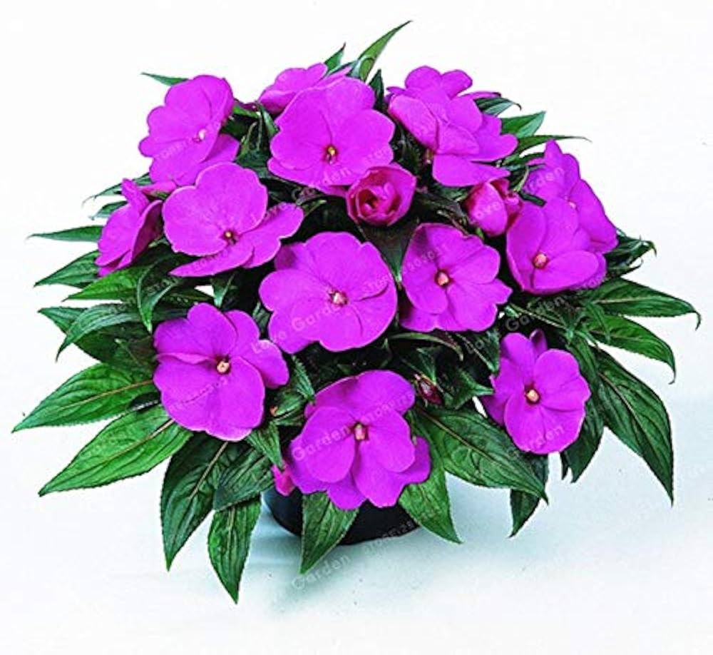 Impatiens Balsamin (Impatiens spp.) for multicolor flowering garden use