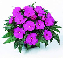 Impatiens Balsamin (Impatiens spp.) for multicolor flowering garden use