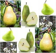 Bartlett Pear Tree Pyrus Communis Seeds for a sweet addition to the home orchard