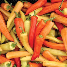 Hungarian Pepper Seeds (Capsicum annuum) for productive rows in the Vegetable Patch