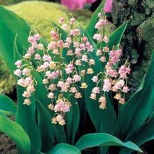 Rare Pink Lily of the Valley Seeds (Convallaria majalis) for gardeners building out beds and borders