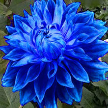 Dahlia Seeds for a bright addition to the Blue Garden