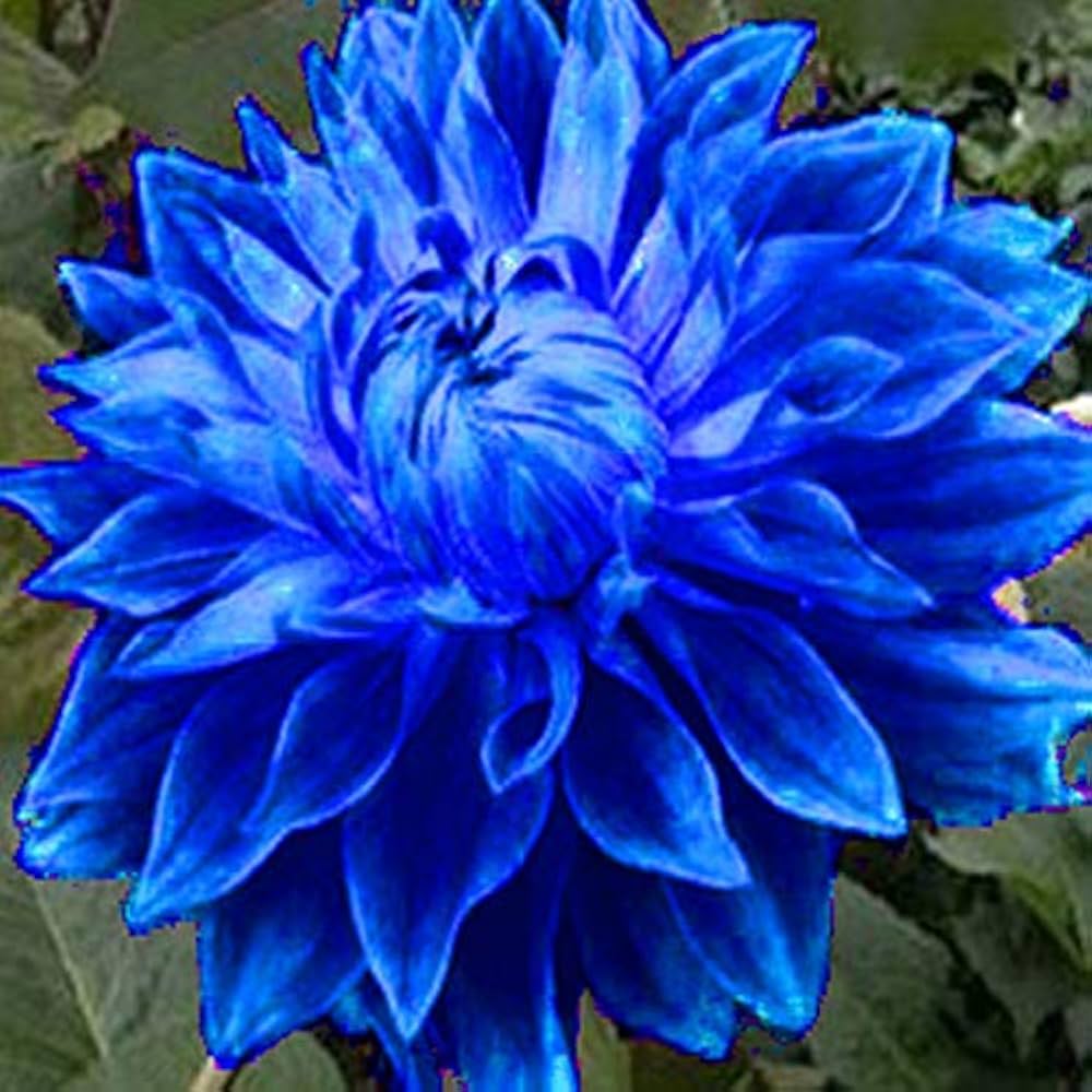 Blue Fireball Dahlia Seeds
