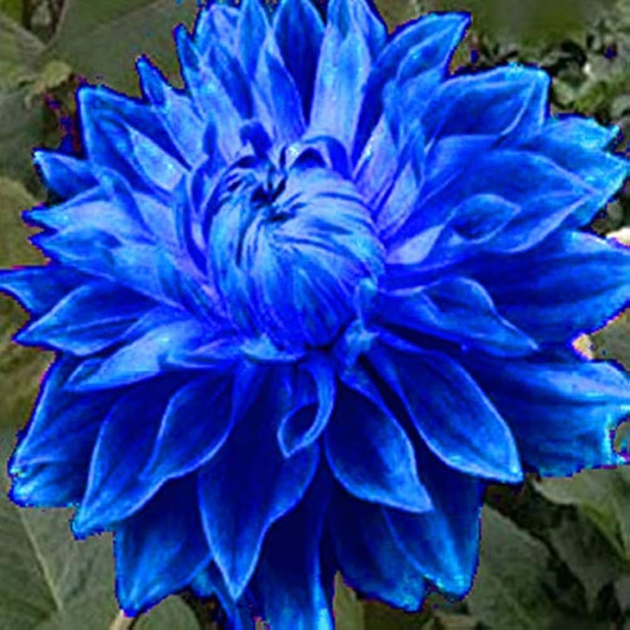 Blue Fireball Dahlia Seeds