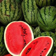 Sweet Watermelon Bonsai Seeds for growers stocking a kitchen garden