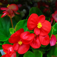 Cocktail Series Begonia Semperflorens Seeds for gardeners building out beds and borders