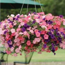 Petunia Petunia Hybrida Rare Bonsai Flower Seeds for Planting – 500 Hybrid Seeds for Balcony Gardens and Hanging Displays