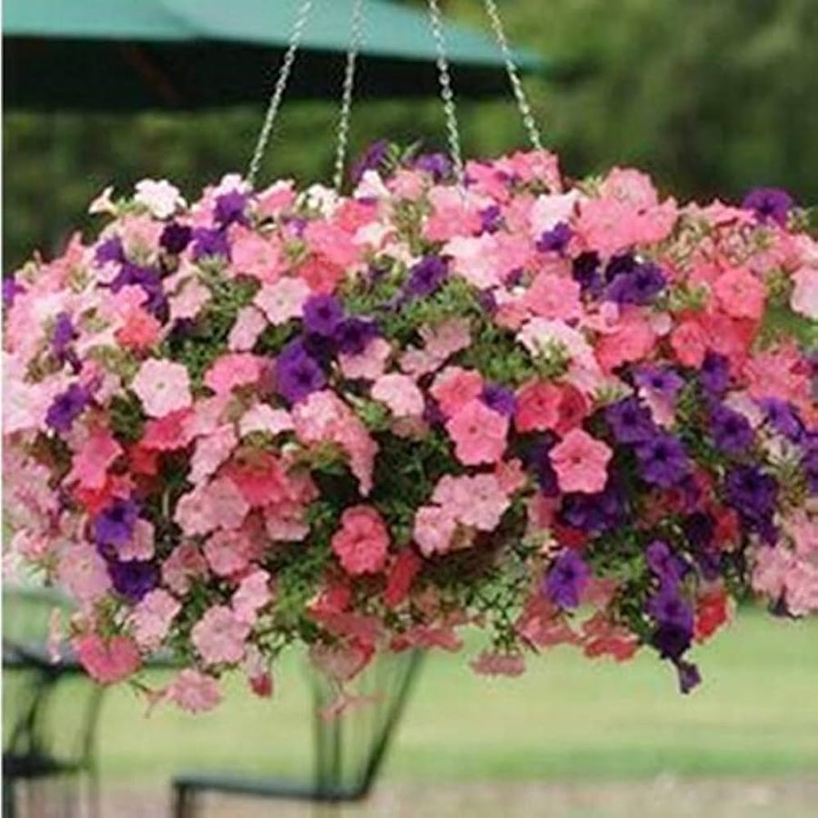Petunia Petunia Hybrida Rare Bonsai Flower Seeds for Planting – 500 Hybrid Seeds for Balcony Gardens and Hanging Displays