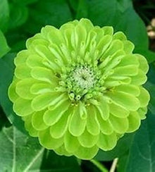 Green Zinnia Envy Chartruse Double Selection Seeds for a lasting display in the Vibrant Garden Flowers