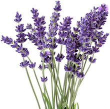 Black Lavender Seeds for a fragrant addition to the herb patch