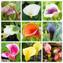Calla Lily Bulbs Pot Balcony Plant Mixed Colors Radiation Absorption Seeds for gardeners building out beds and borders