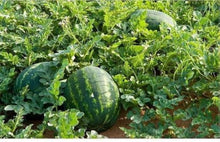 Florida Giant Watermelon Seeds for productive rows in the Home Garden & Vegetable Patch