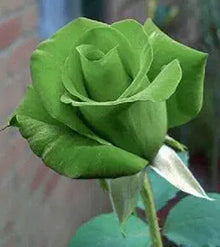 Rose Black Rose Seeds for growers seeking a long-blooming display